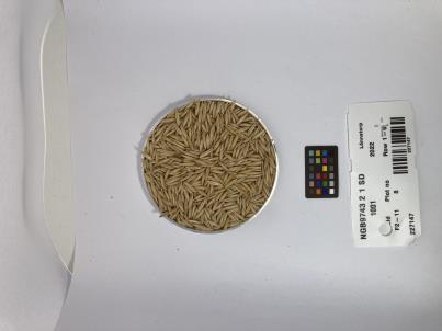 Click for 1 image(s) for this accession. SEED